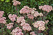 SEDUM TELEPHIUM MATRONA