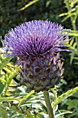 CYNARA CARDUNCULUS,  CARDOON