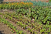 BEETROOT IN THE VEGETABLE GARDEN SCAMPSTON WALLED GARDEN