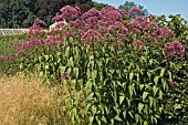 EUPATORIUM MACULATUM ATROPURPUREUM SCAMPSTON WALLED GARDEN