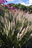 CALAMAGROSTIS BRACHYTRICHA IN THE HERBACEOUS BORDERS AT SCAMPSTON WALLED GARDEN