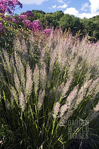 CALAMAGROSTIS_BRACHYTRICHA_IN_THE_HERBACEOUS_BORDERS_AT_SCAMPSTON_WALLED_GARDEN