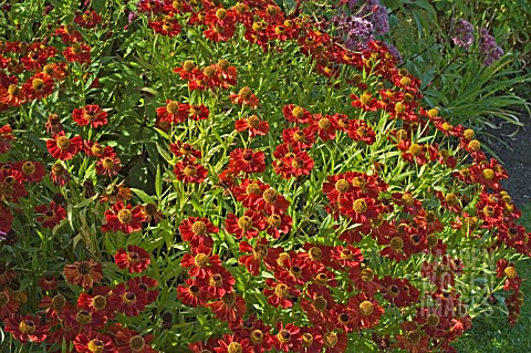 HELENIUM__KUPFERZBERG_IN_THE_HERBACEOUS_BORDER_SCAMPSTON_WALLED_GARDEN