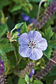 GERANIUM WALLICHIANUM BUXTONS VARIETY