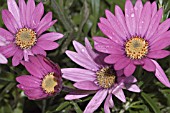 OSTEOSPERMUM STARDUST