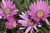 OSTEOSPERMUM STARDUST