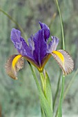 IRIS GYPSY BEAUTY