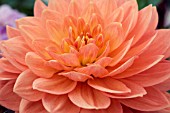 DAHLIA CHARLIE DIMMOCK