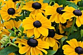 RUDBECKIA TOTO GOLD