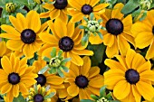 RUDBECKIA HIRTA TOTO GOLD