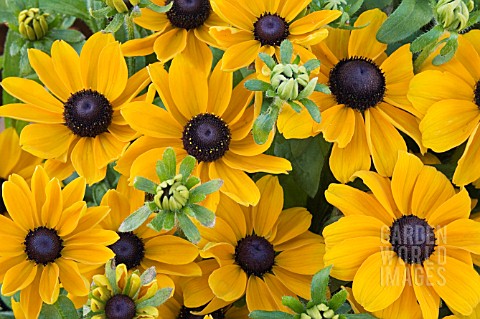 RUDBECKIA_HIRTA_TOTO_GOLD