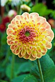 DAHLIA HILLCREST MATT