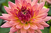 DAHLIA WINHOLME TANGO