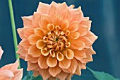 DAHLIA HILLCREST MILLENIUM