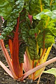 SWISS CHARD BRIGHT LIGHTS