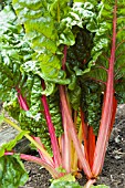 SWISS CHARD BRIGHT LIGHTS