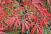 ACER PALMATUM DISSECTUM SHIDARE