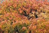 ACER PALMATUM DISSECTUM