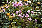 CYCLAMEN NEAPOLITANUM