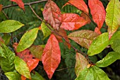 NYSSA SYLVATICA LEAVES IN AUTUMN