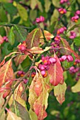 EUONYMUS LATIFOLIUS IN AUTUMN