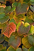 VITIS COIGNETIAE IN AUTUMN