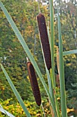 TYPHA LATIFOLIA