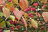 EUONYMUS LATIFOLIUS IN AUTUMN