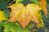 ACER CAPPADOCICUM LEAF IN AUTUMN