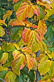 PARROTIA PERSICA IN AUTUMN