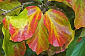 PARROTIA PERSICA LEAVES IN AUTUMN