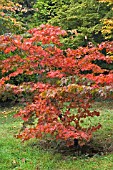 ACER PALMATUM OSAKAZUKI IN AUTUMN