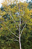 BETULA ERMANII GRAYSWOOD HILL IN AUTUMN