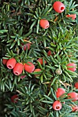 TAXUS BACCATA BERRIES