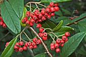 COTONEASTER FRIGIDUS CORNUBIA IN AUTUMN