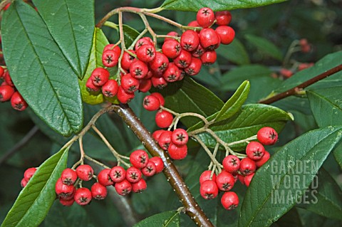 COTONEASTER_FRIGIDUS_CORNUBIA_IN_AUTUMN