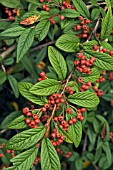 COTONEASTER SALICIFOLIUS