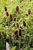 DIPSACUS SYLVESTRIS,  TEASEL