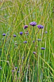 VERBENA BONARIENSIS IN GRASS BORDER