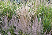 GRASS BORDER IN LATE SUMMER