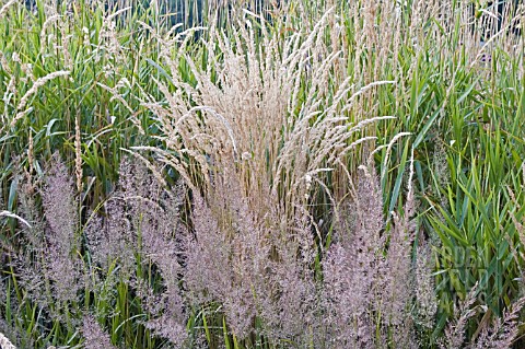 GRASS_BORDER_IN_LATE_SUMMER