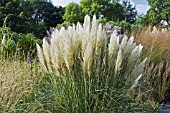 CORTADERIA SELLOANA PUMILA