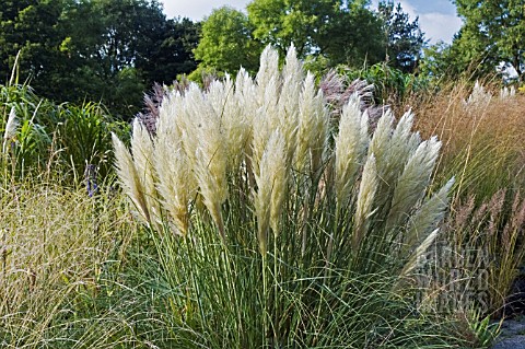 CORTADERIA_SELLOANA_PUMILA