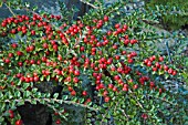 COTONEASTER HORIZONTALIS