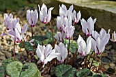 CYCLAMEN CILICIUM