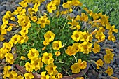 OXALIS LOBATA