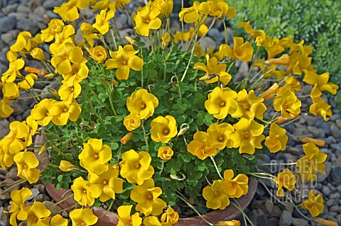 OXALIS_LOBATA