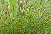 MISCANTHUS SINENSIS LITTLE KITTEN