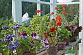 PLANTS IN THE VICTORIAN GLASSHOUSE,   BBC GARDENS THROUGH TIME HARLOW CARR GARDENS