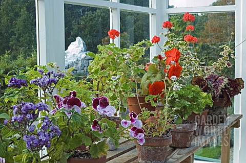 PLANTS_IN_THE_VICTORIAN_GLASSHOUSE___BBC_GARDENS_THROUGH_TIME_HARLOW_CARR_GARDENS